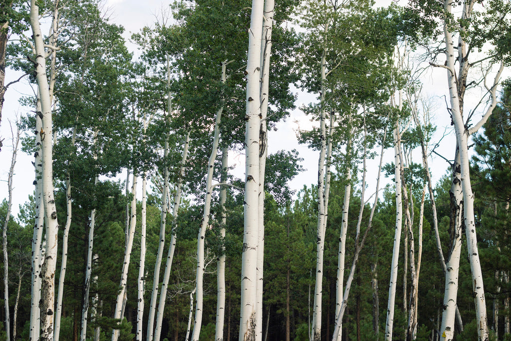 Flagstaff Fadeaway: Dinner at the High Country Motor Lodge | September 29, 2023