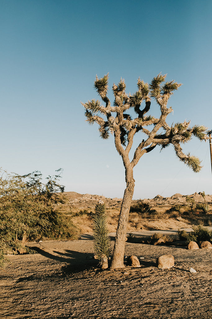 (OUT) WEST. Dinner in Joshua Tree | September 30, 2023