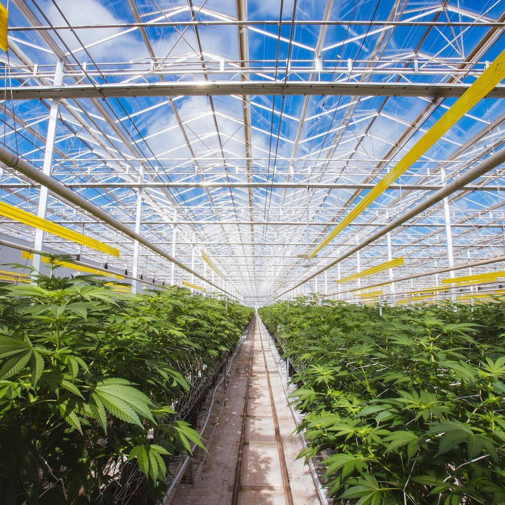Verde Series, Vol. I: Homegrown Cannabis Dining Experience with Copperstate Farms