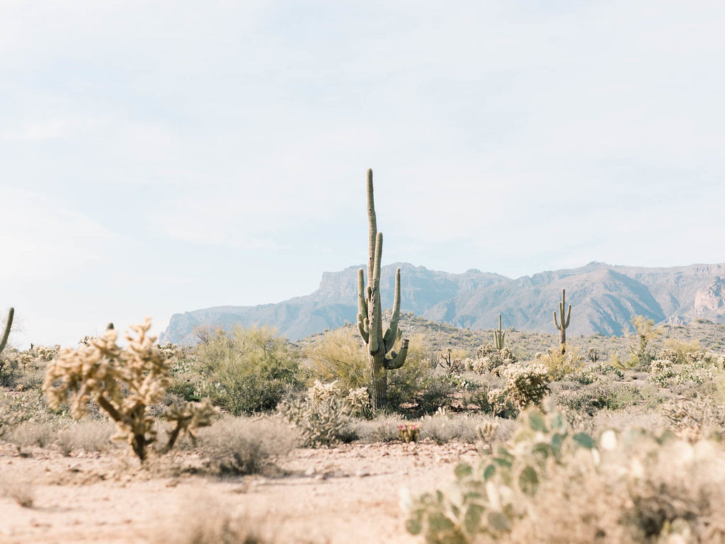 C&F Weddings: Scottsdale Open House January 19