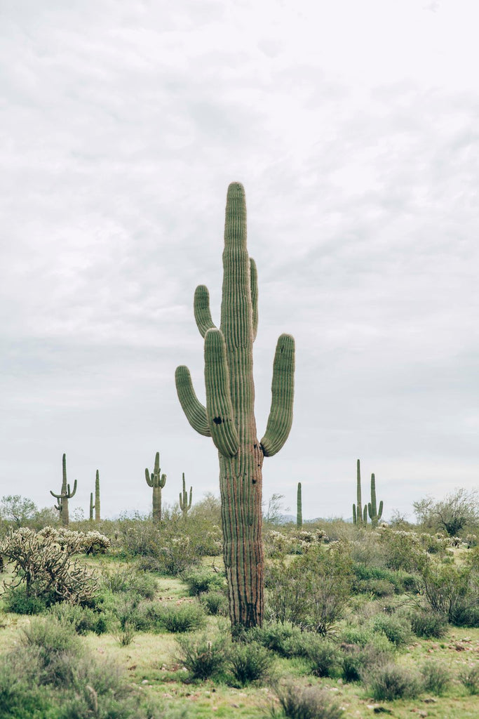 Cloth & Flame Scottsdale Desert Dinner | May 5th, 2019