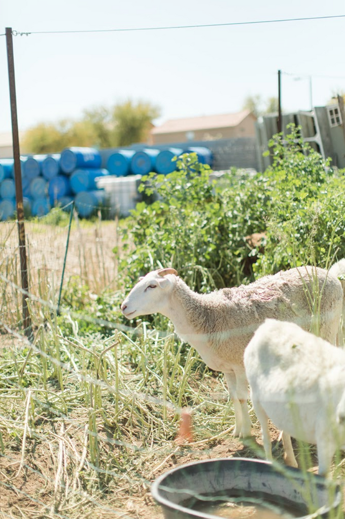 Rhiba Farms Farmraising Dinner | October 24, 2020