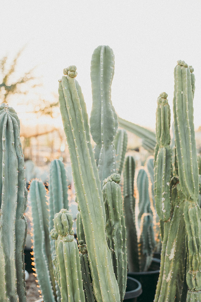 Postponed: ASU Stadium Earth Day Dinner | April 22, 2020