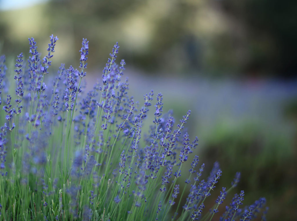Dinner at the Lavender Farm | June 27, 2026