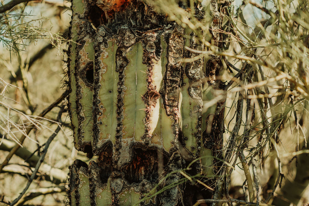 Día de los Muertos Dinner with Mezcal Carreño | October 31, 2020 & November 1, 2020