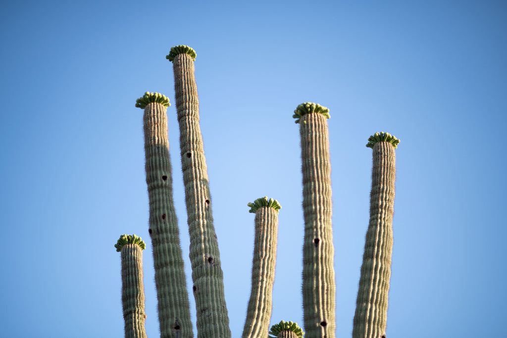 Sunset in the Sonoran Desert Dinner | January 23, 2022